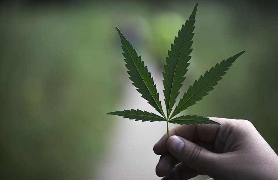 Aumenta i profitti con la piattaforma di coltivazione legale della cannabis JuicyFields