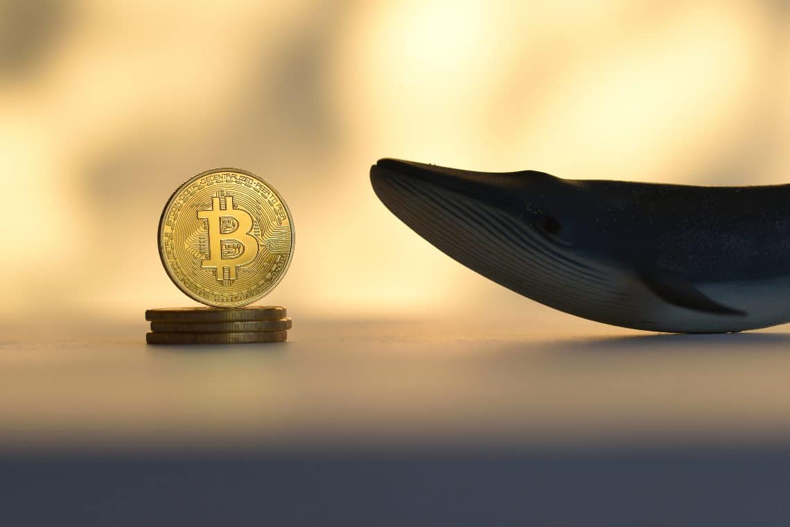 Whale Alert Bitcoin