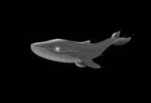 Una balena XRP trasferisce 20 trilioni di Shiba Inu