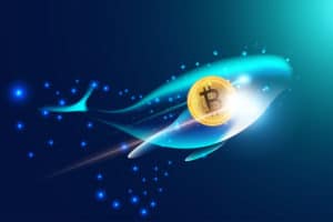 News su Bitcoin: le balene tornano a comprare