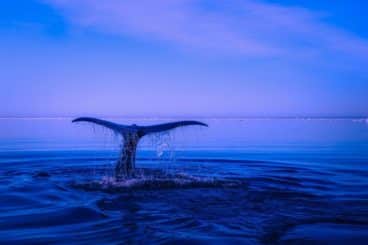 Una Bitcoin whale trasferisce circa $40 milioni dopo dieci anni di inattività